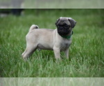 Small #1 Pug