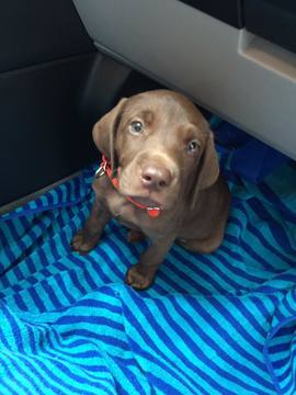 Medium Photo #1 Labrador Retriever Puppy For Sale in STILWELL, KS, USA