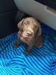 Small Photo #1 Labrador Retriever Puppy For Sale in STILWELL, KS, USA