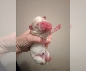 French Bulldog-Poodle (Toy) Mix Puppy for sale in NEW WAVERLY, TX, USA