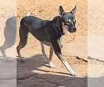 Small #3 Australian Kelpie Mix