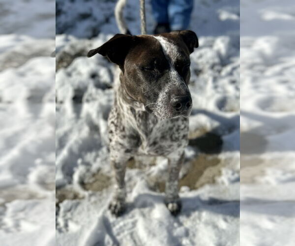 Medium Photo #3 Pointer-Unknown Mix Puppy For Sale in Jackson , NJ, USA