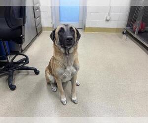Anatolian Shepherd-German Shepherd Dog Mix Dogs for adoption in Grand Prairie, TX, USA
