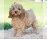 Puppy Whiskey Cavapoo (Miniature)