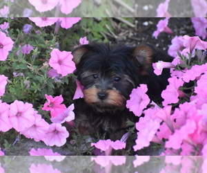 Yorkshire Terrier Puppy for sale in ELDORADO, OH, USA