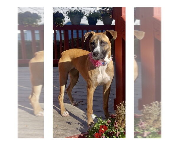 Medium Photo #6 Boxer-Unknown Mix Puppy For Sale in Mooresville, NC, USA