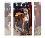 Small #5 Boxer Mix