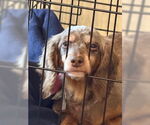 Small #3 Dachshund