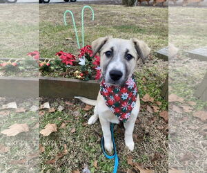 Labrador Retriever Dogs for adoption in Blairsville, GA, USA