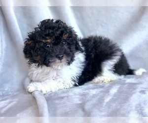 Poodle (Toy) Puppy for sale in OXFORD, CT, USA