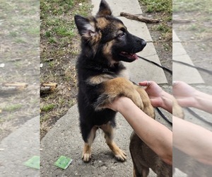 German Shepherd Dog-King Shepherd Mix Puppy for sale in WALDEN, NY, USA