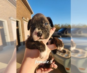 Boxer Puppy for Sale in COXS CREEK, Kentucky USA