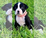 Puppy Peach Girl Boxer