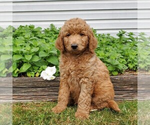 Labradoodle-Poodle (Standard) Mix Puppy for sale in LEOLA, PA, USA