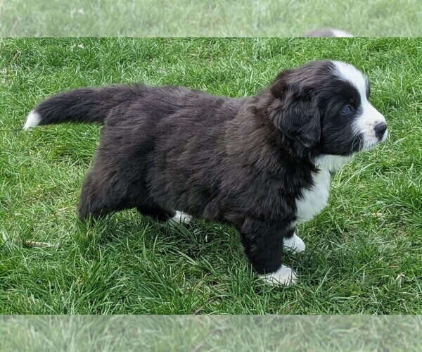 Medium Photo #7 Bordernese Puppy For Sale in LATROBE, PA, USA