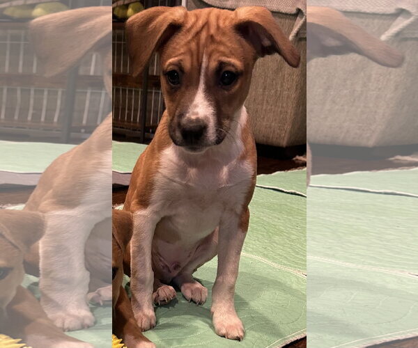 Medium Photo #6 Australian Shepherd-Chihuahua Mix Puppy For Sale in Mechanicsburg, PA, USA
