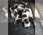 Small Photo #18 German Shorthaired Pointer Puppy For Sale in SAINT GEORGE, SC, USA