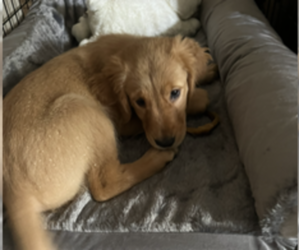 Golden Retriever Puppy for sale in PENSACOLA, FL, USA