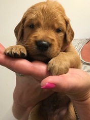 Golden Retriever Puppy for sale in SUFFOLK, VA, USA