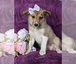Small Photo #5 Shetland Sheepdog-Unknown Mix Puppy For Sale in PEACH BOTTOM, PA, USA