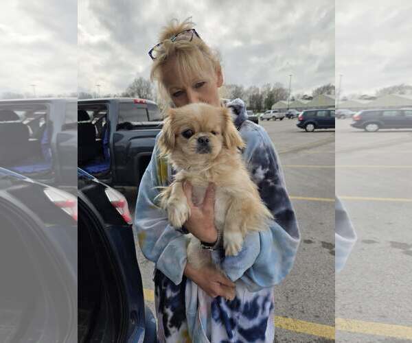 Medium Photo #4 Pekingese Puppy For Sale in Belleuve, NE, USA