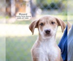 Small #2 Australian Shepherd-Beagle Mix