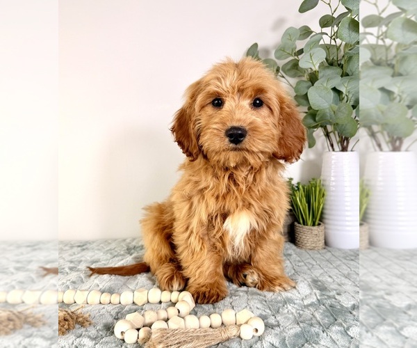 Medium Photo #1 Cock-A-Poo Puppy For Sale in GREENFIELD, IN, USA