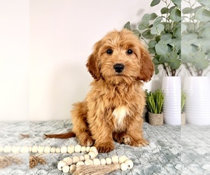 Cock-A-Poo Puppy for sale in GREENFIELD, IN, USA