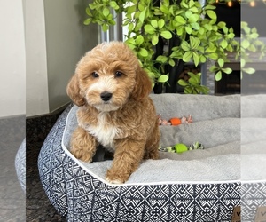 Goldendoodle (Miniature) Puppy for sale in FRANKLIN, IN, USA