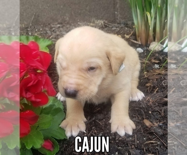 Medium Photo #1 Labrador Retriever Puppy For Sale in CATO, NY, USA
