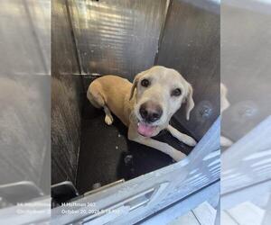 Labrador Retriever-Unknown Mix Dogs for adoption in San Antonio, TX, USA