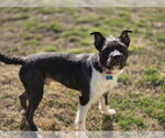 Small #3 American Staffordshire Terrier Mix