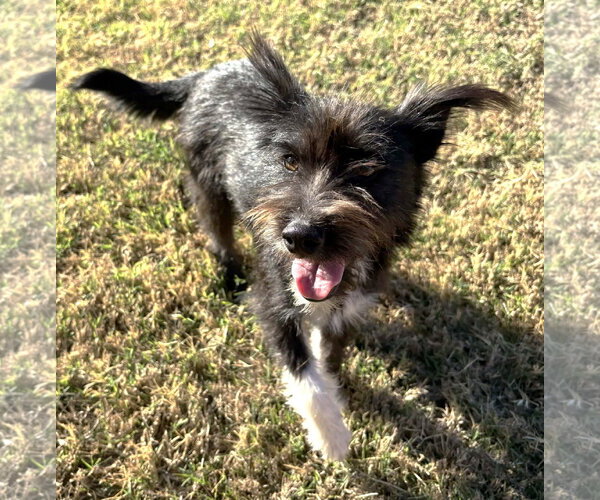 Medium Photo #2 Mutt Puppy For Sale in Boonton, NJ, USA