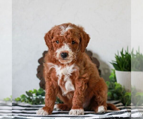 Medium Photo #1 Goldendoodle (Miniature) Puppy For Sale in LITITZ, PA, USA
