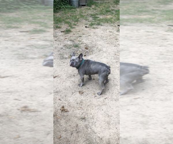 Medium Photo #6 French Bulldog Puppy For Sale in Buffalo, MN, USA