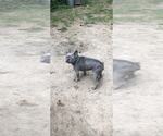 Small #5 French Bulldog