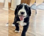 Small Photo #2 Bernedoodle-Poogle Mix Puppy For Sale in NAVARRE, OH, USA