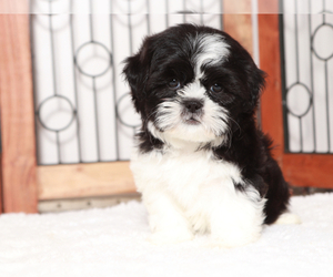 Shih Tzu Puppy for sale in NAPLES, FL, USA