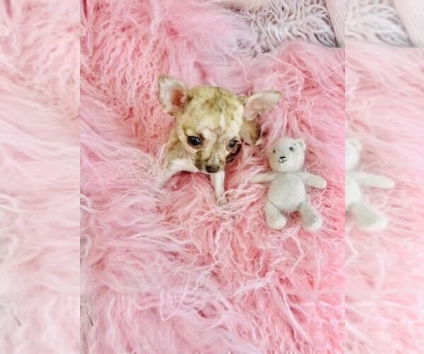 Medium Photo #4 Chihuahua Puppy For Sale in TAMPA, FL, USA