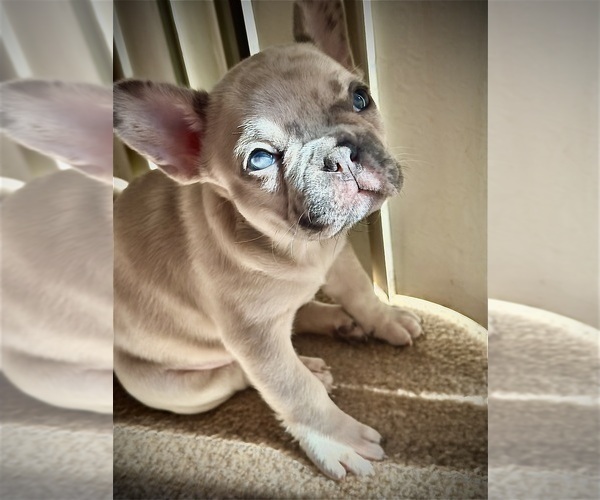 Medium Photo #15 French Bulldog Puppy For Sale in LAS VEGAS, NV, USA
