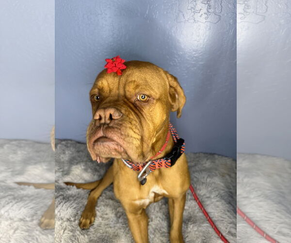 Medium Photo #5 Dogue de Bordeaux Puppy For Sale in Goodyear, AZ, USA