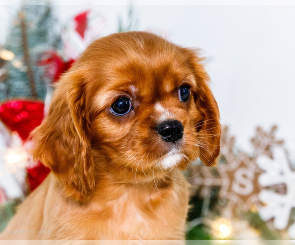 Medium Photo #23 Cavalier King Charles Spaniel Puppy For Sale in WAKARUSA, IN, USA