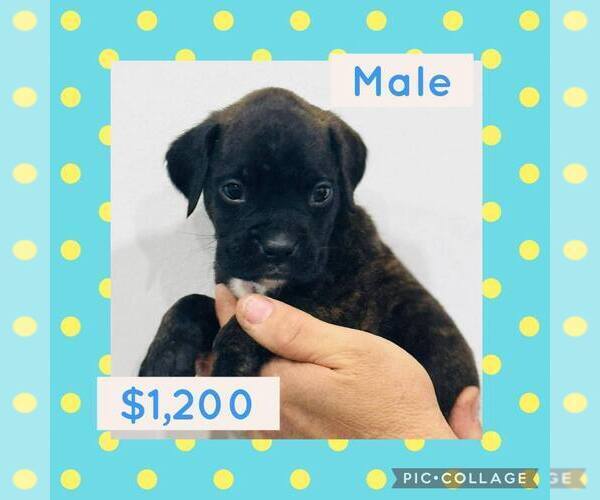 Medium Photo #1 Boxer Puppy For Sale in LAURENS, SC, USA