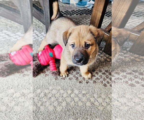 Medium Photo #3 Shepradors Puppy For Sale in Princeton, MN, USA