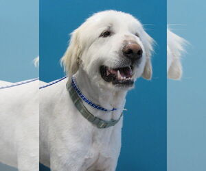 Great Pyrenees-Unknown Mix Dogs for adoption in Conroe, TX, USA