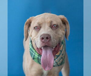 Mastiff Dogs for adoption in Pasadena, CA, USA