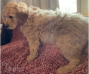 Goldendoodle Puppy for sale in DADEVILLE, MO, USA