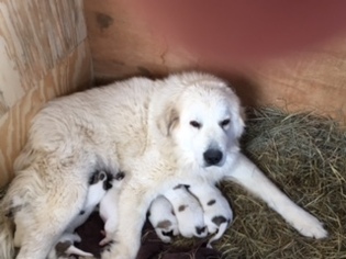 Mother of the Great Pyrenees puppies born on 03/05/2017