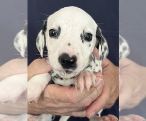 Dalmatian Puppy for sale in GRISWOLD, CT, USA