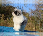 Small #15 ShihPoo
